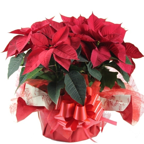 Composición flores de Navidad